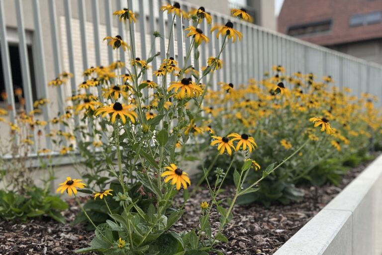 Blumenbeete und Außenanlage der KLB BAU GMBH – Gartengestaltung